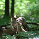 Fuchs mit Nachwuchs