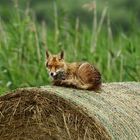 Fuchs mit Nacktschnecke