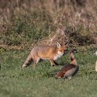 Fuchs mit Nilgänse