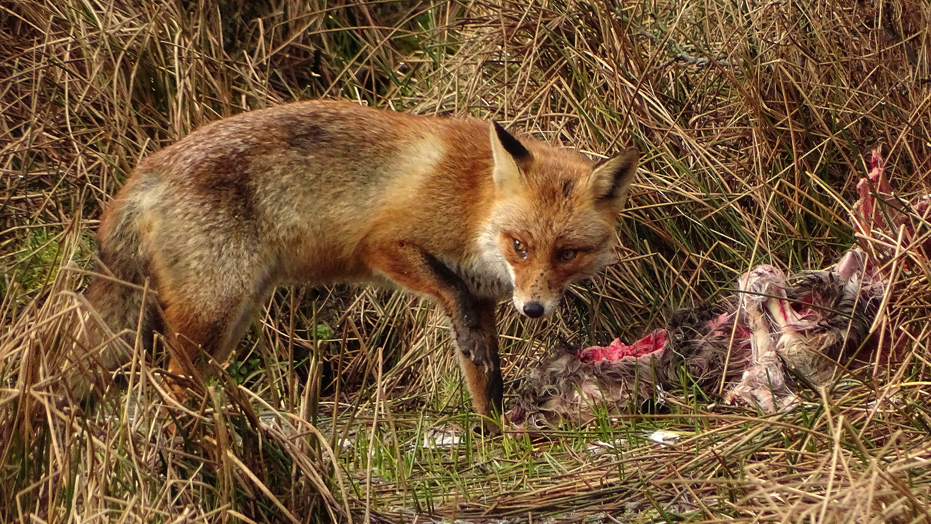 Fuchs mit seiner Beute