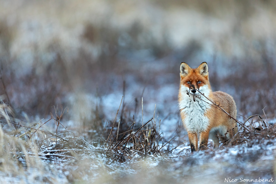 Fuchs mit Tarnung