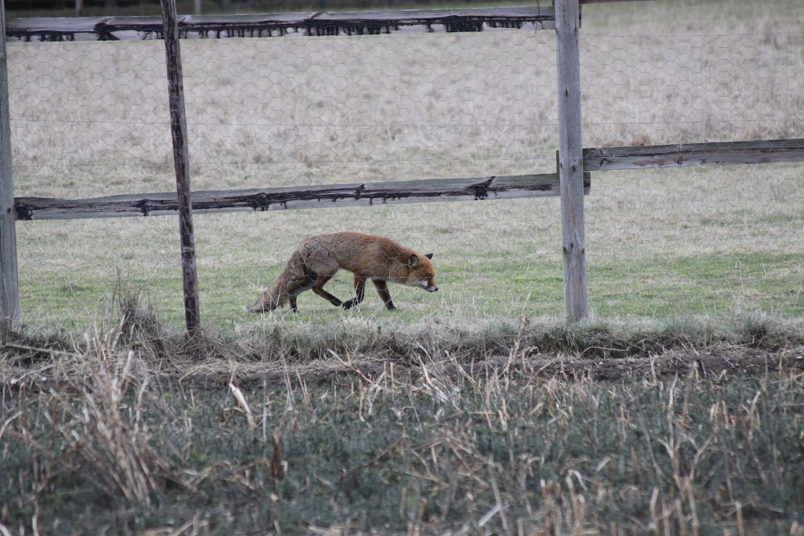 Fuchs mit Tollwut 1