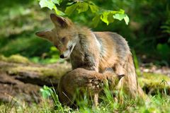 fuchs mit Welpen