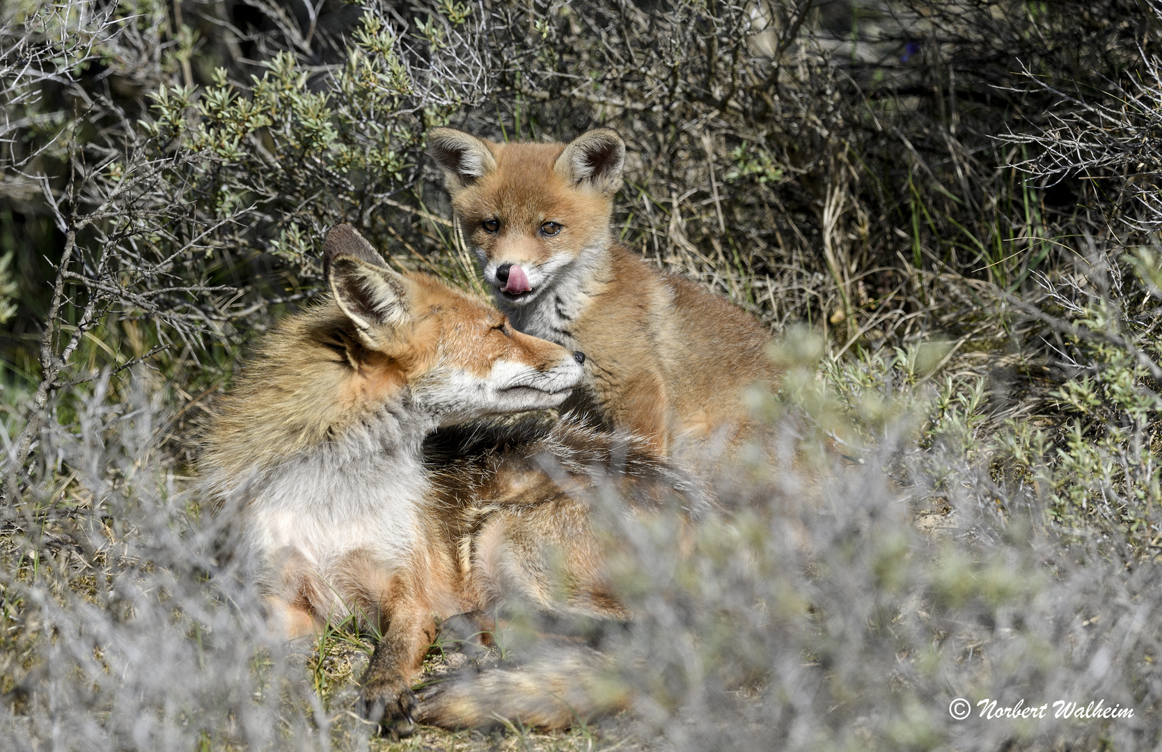 Fuchs mit Welpen