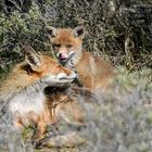 Fuchs mit Welpen