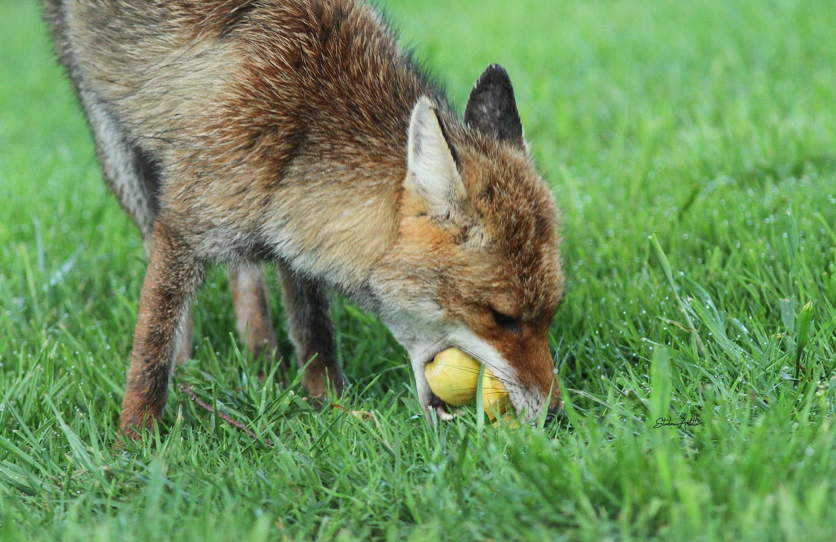 Fuchs na das passt !