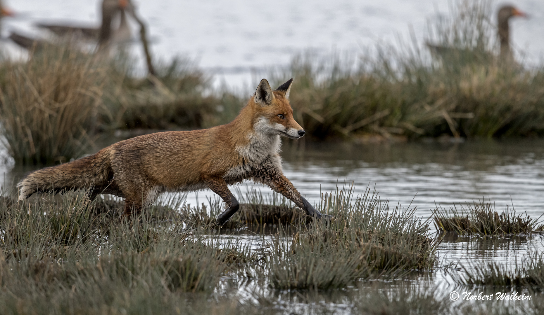 Fuchs nach erfolgloser Gänsejagd