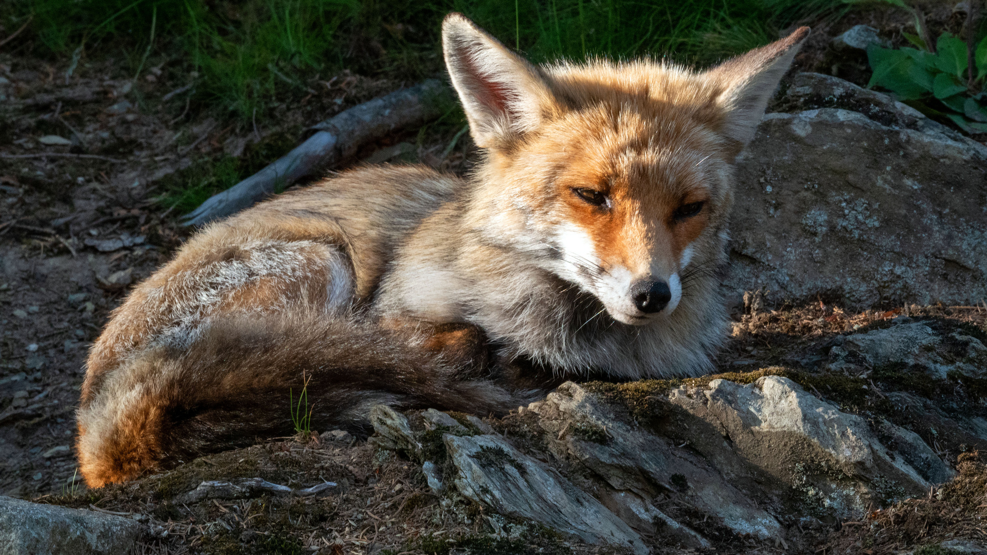 Fuchs nimmt ein Sonnenbad