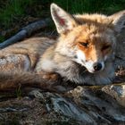 Fuchs nimmt ein Sonnenbad