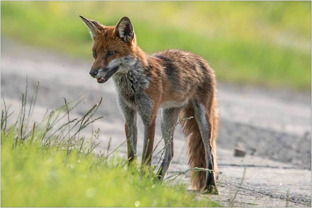 Fuchs Nr.2