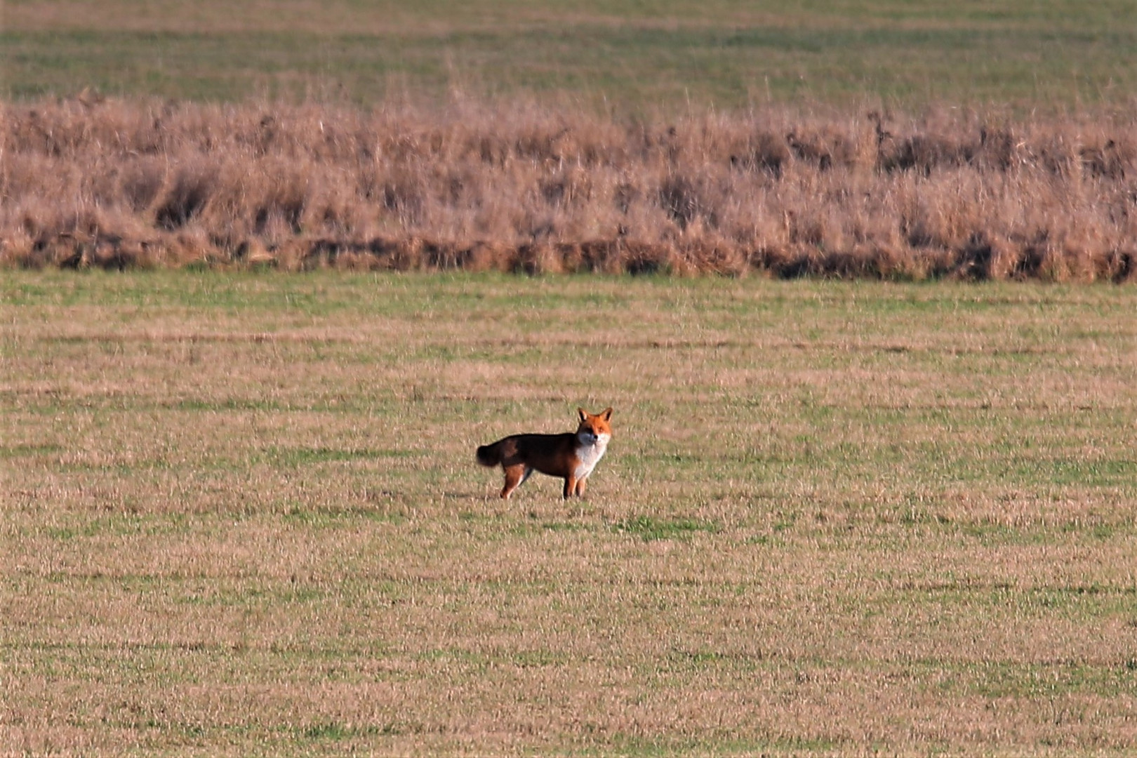 Fuchs / Nummer 1