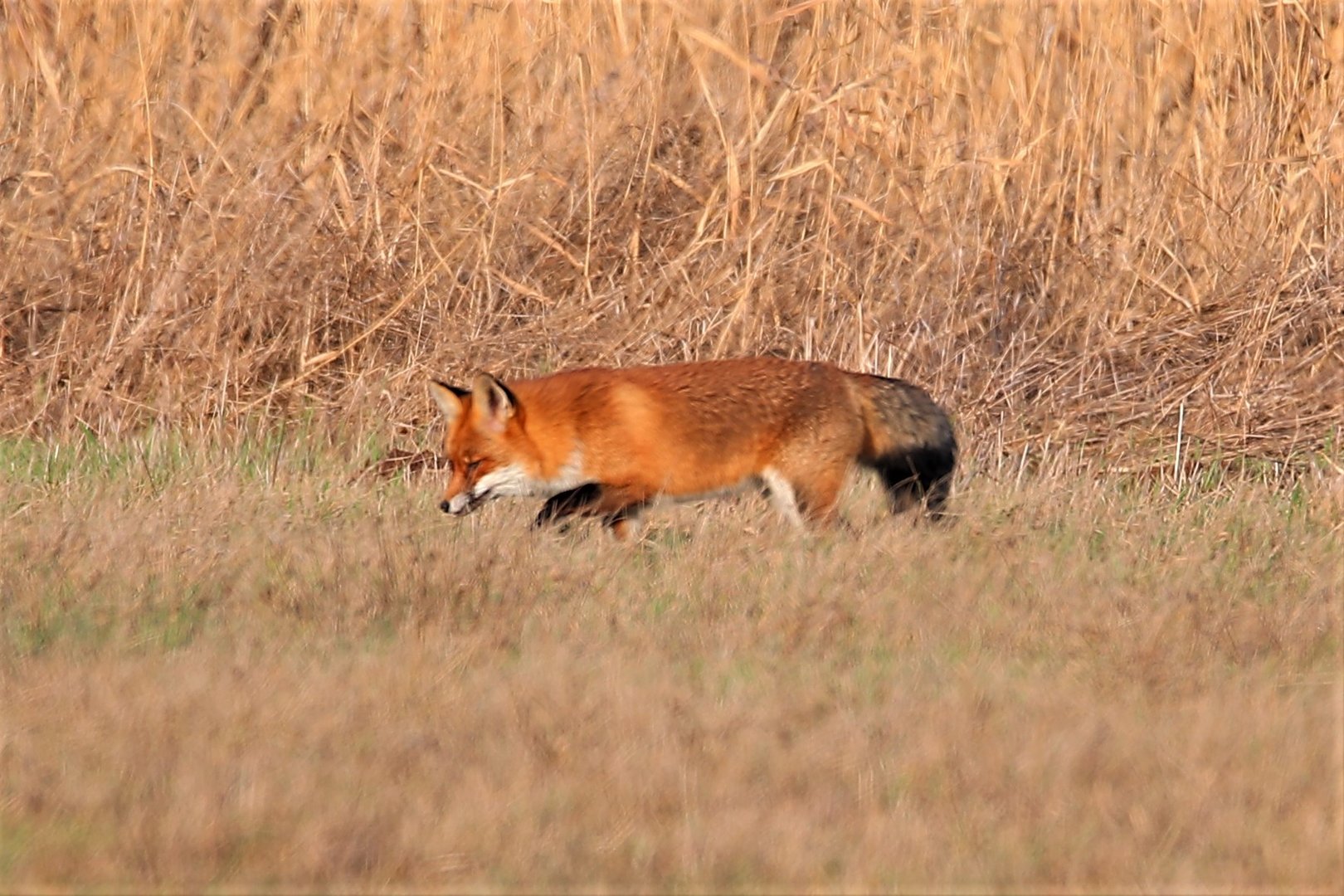 Fuchs / Nummer 2