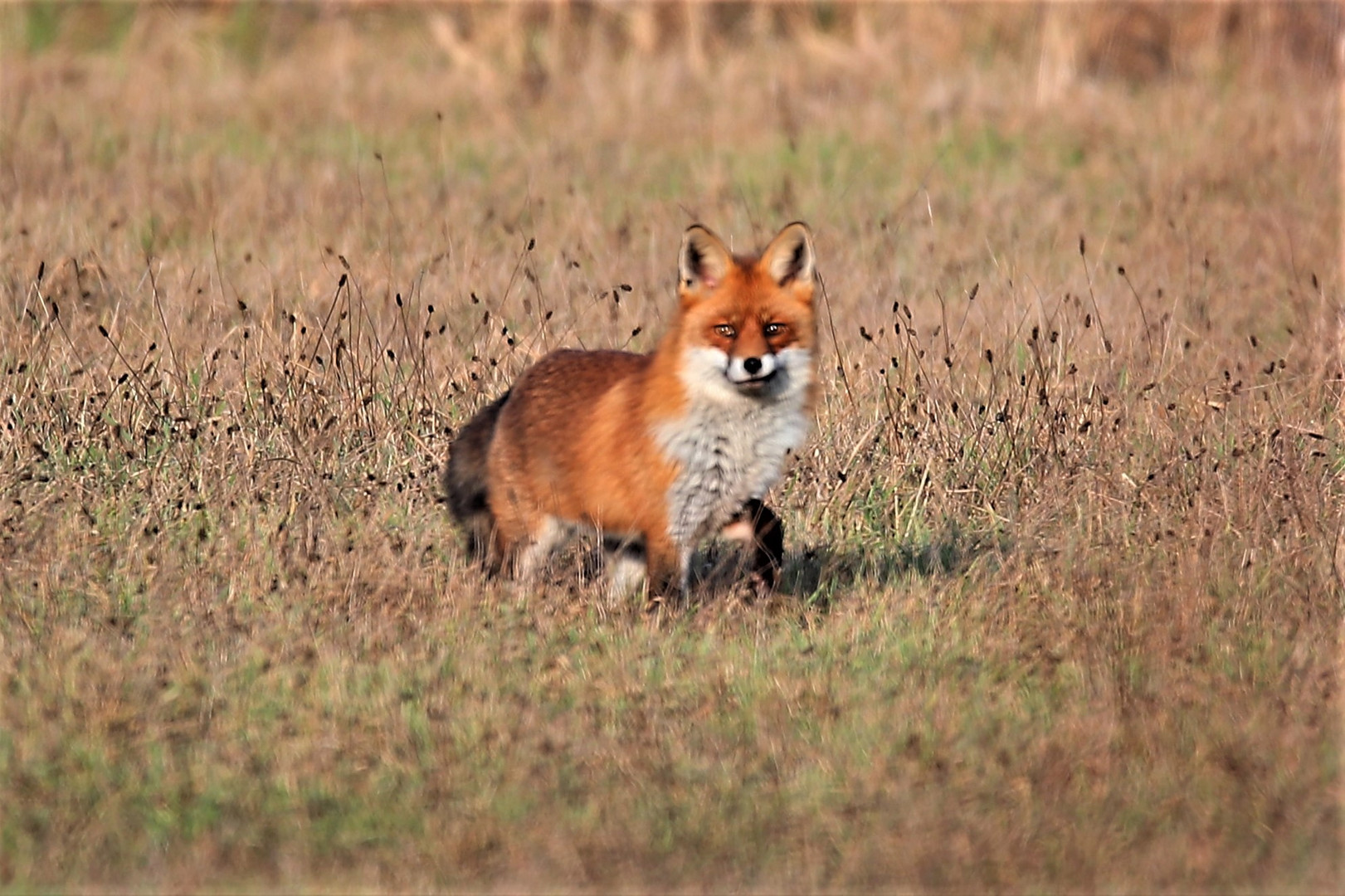 Fuchs / Nummer 2