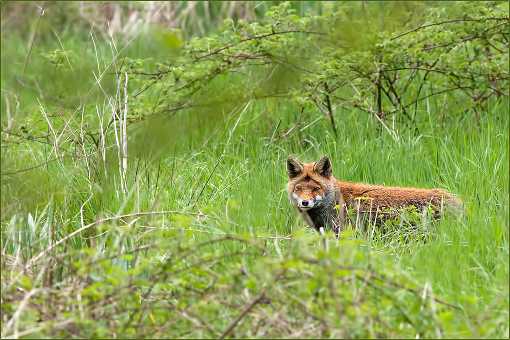 Fuchs - Nur Doku