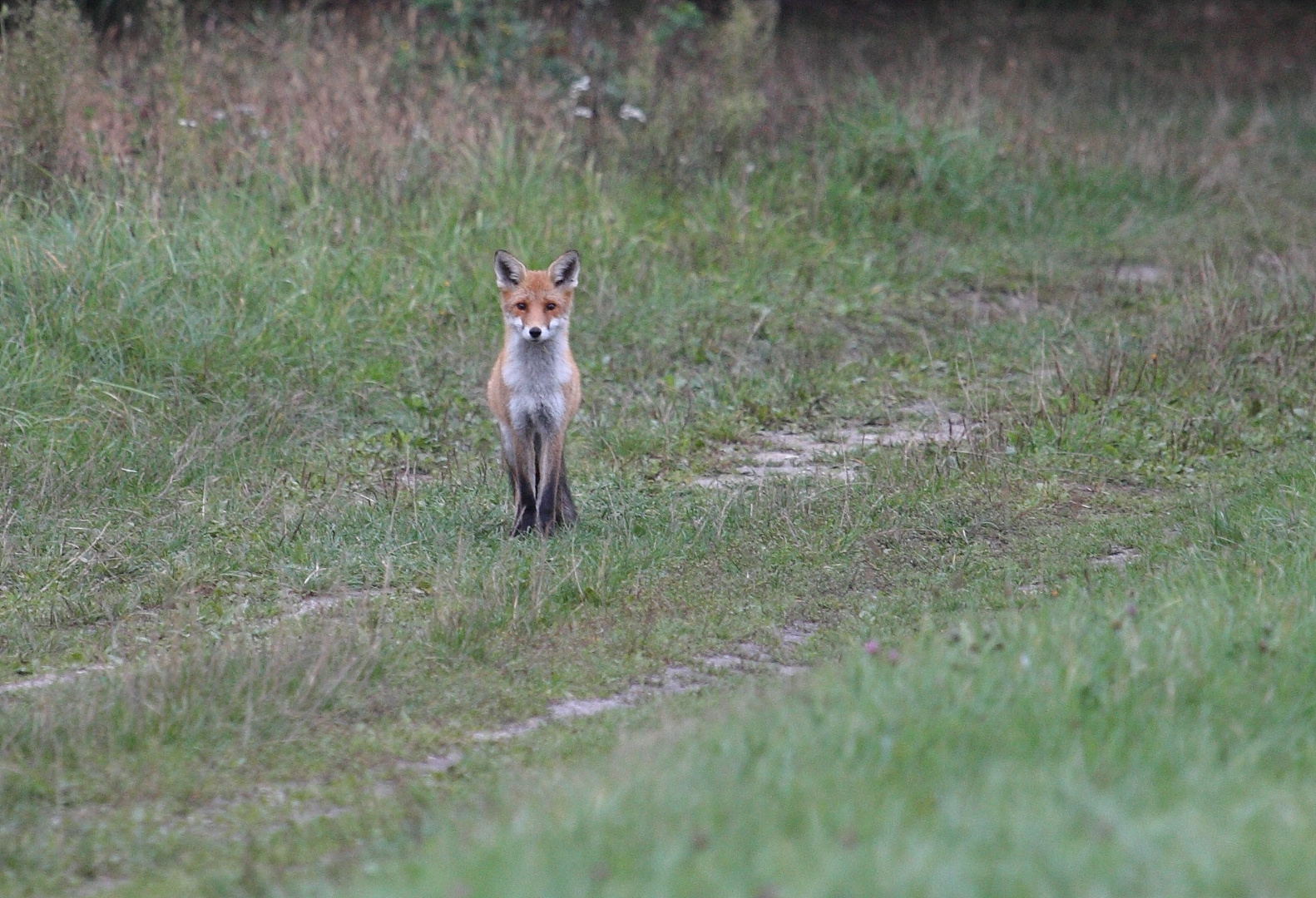 Fuchs Oberlausitz