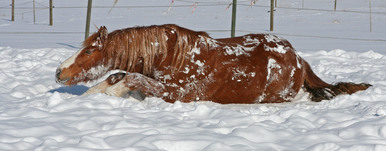 Fuchs oder Pinto?