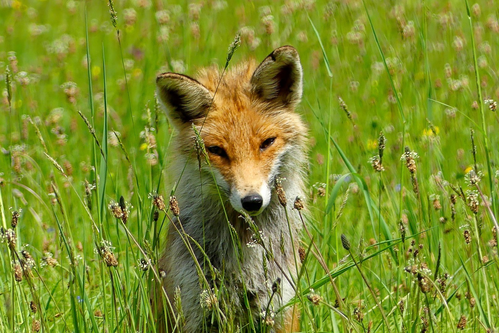 Fuchs ohne Gans