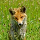 Fuchs ohne Gans