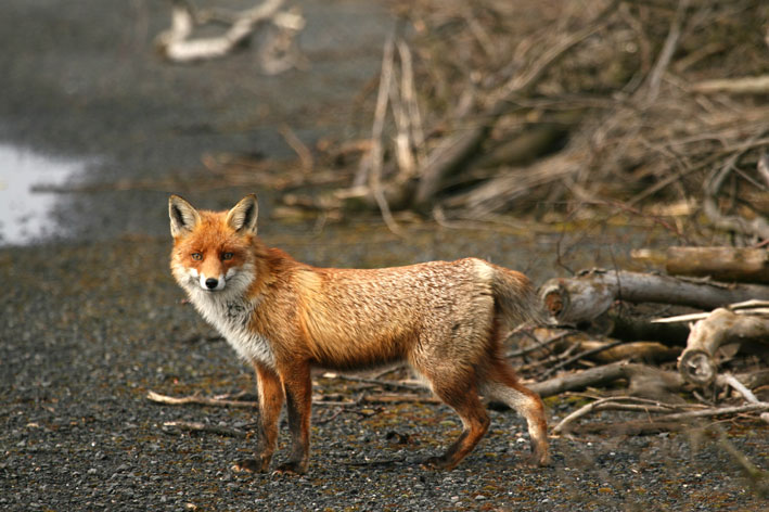 Fuchs ohne Schwanz