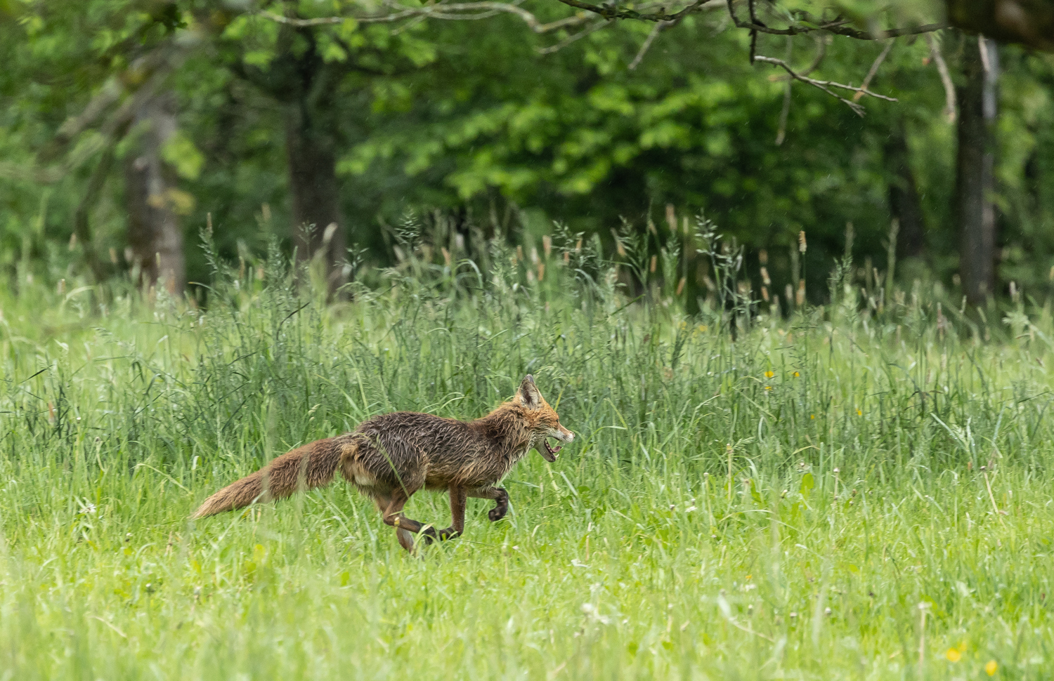 *** Fuchs on the run ***