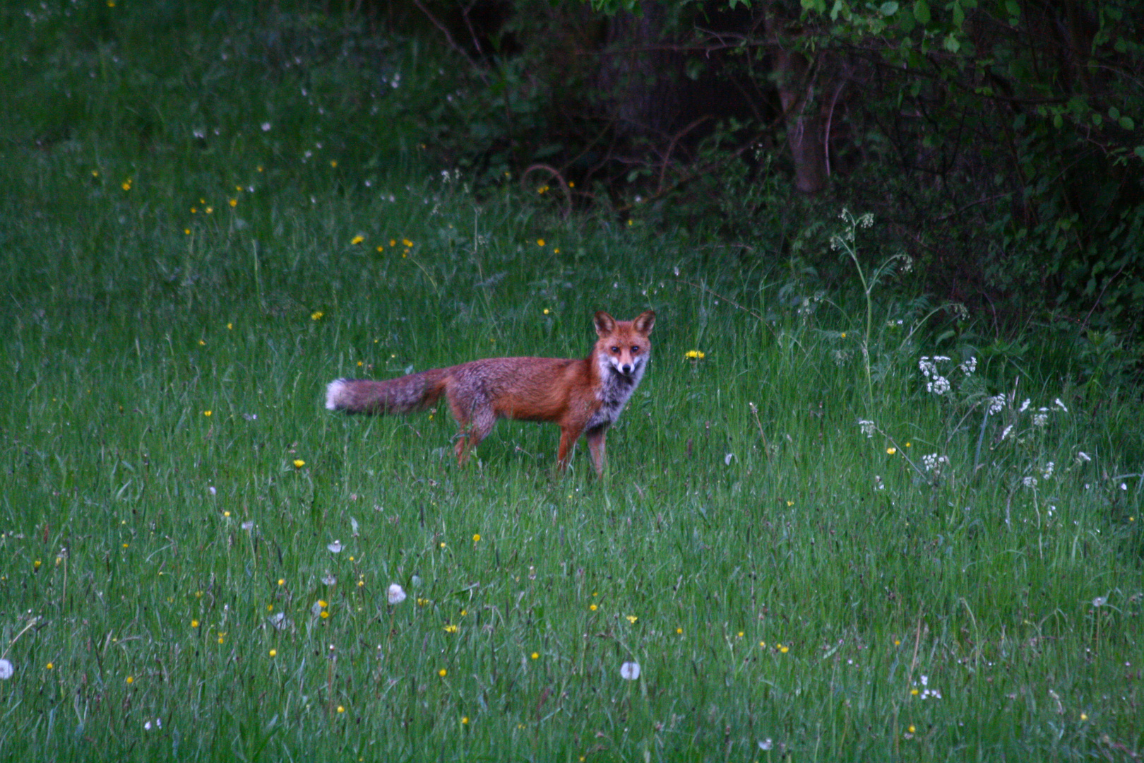 Fuchs pass auf!