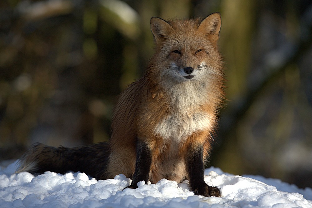 Fuchs pass auf !