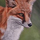 Fuchs Pastell 