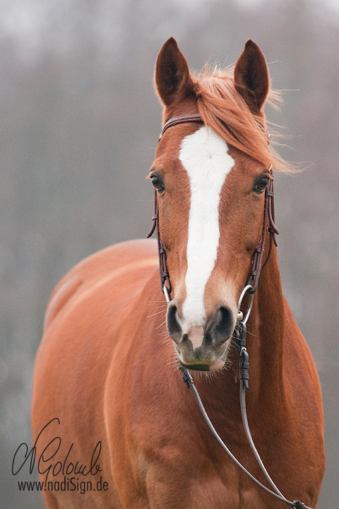 Fuchs-Pony Chin-Chin - ohne Sonne ...