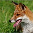 Fuchs Porträt