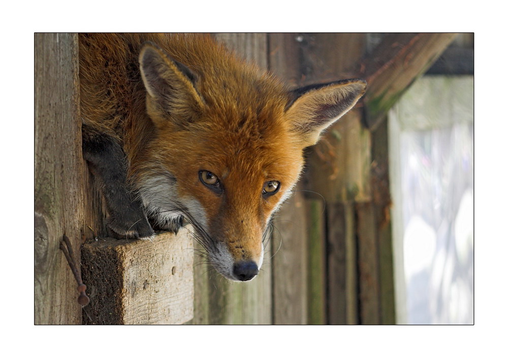 Fuchs-Portrait