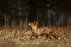 Fuchs Posing