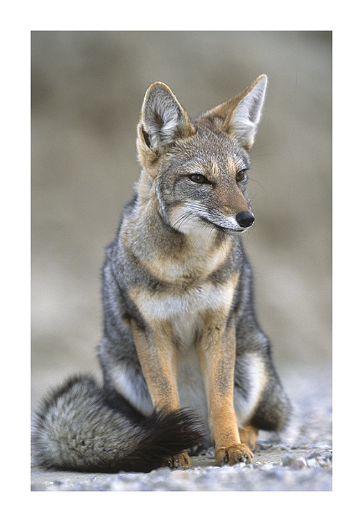 Fuchs, Puerto Pyramide, Peninsula Valdez, Argentinien