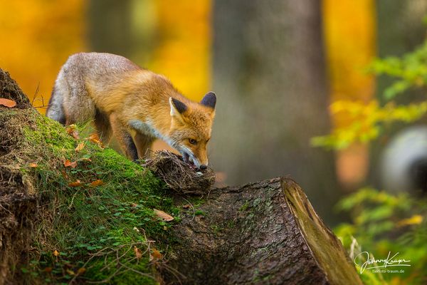 Fuchs räumt ein Wachtelnest aus