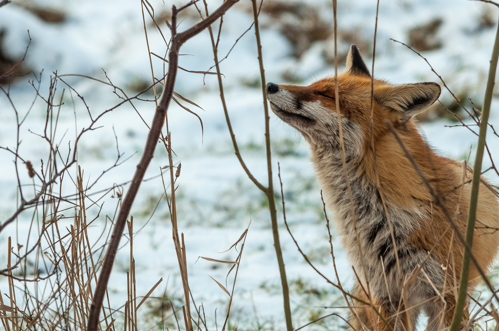 Fuchs- Ranzzeit