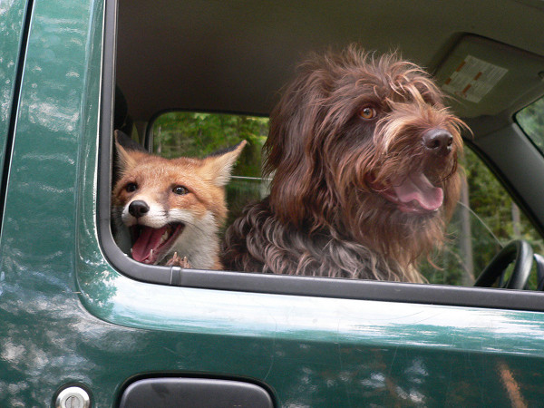 Fuchs "Ronja" und Jagdhund "Laika" auf der Pirsch