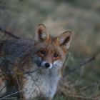 Fuchs schaut aus der Hecke