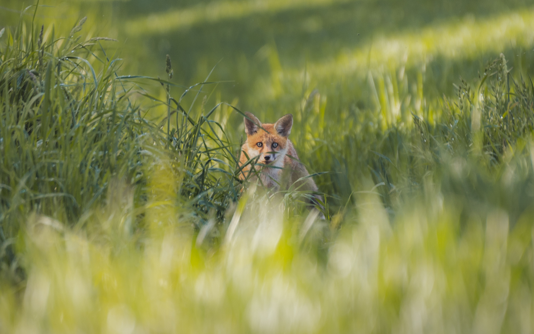 Fuchs schleicht sich an