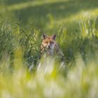 Fuchs schleicht sich an