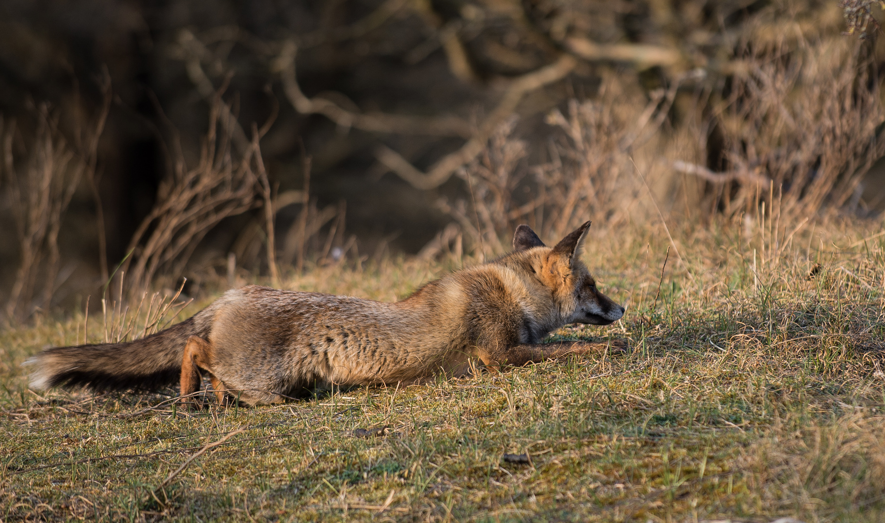 Fuchs schleicht sich an seine Beute