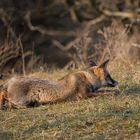 Fuchs schleicht sich an seine Beute