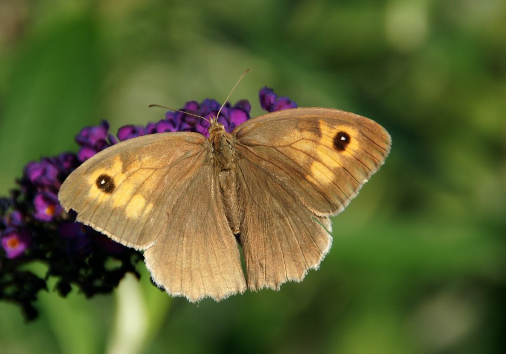 Fuchs (Schmetterling )