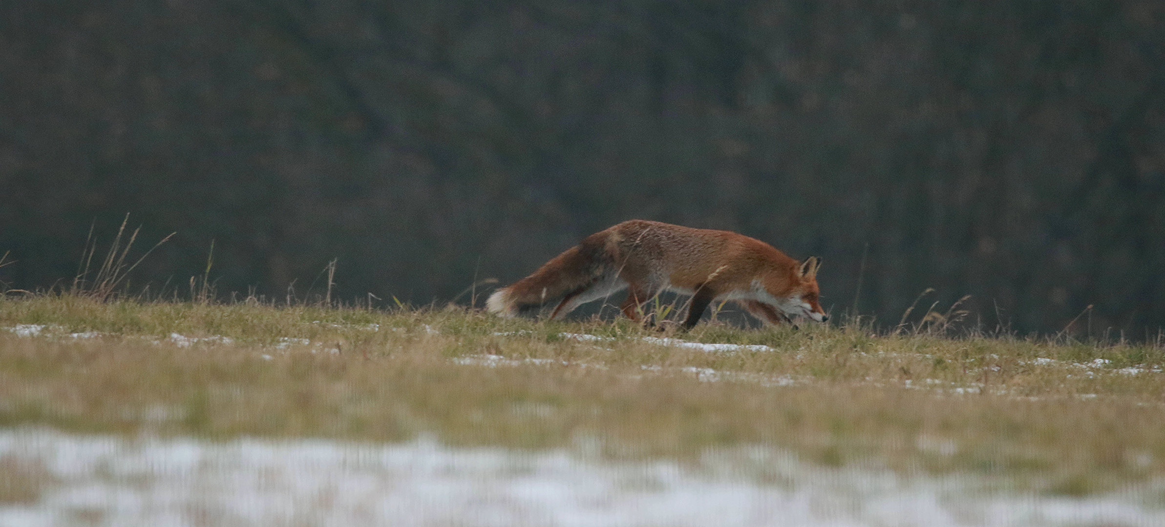 Fuchs schnüffelt durch den Taunus