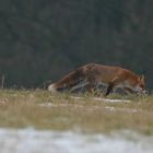 Fuchs schnüffelt durch den Taunus