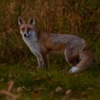 Fuchs Schwarze Brücke Drömling-1