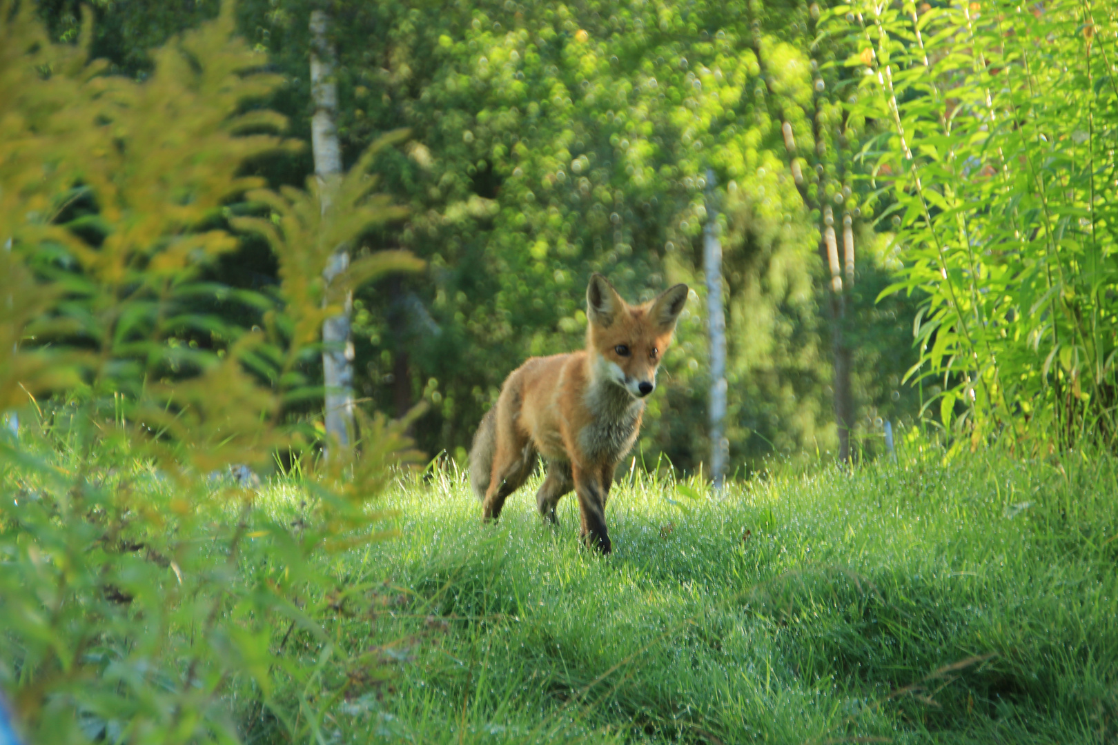 Fuchs Schweden