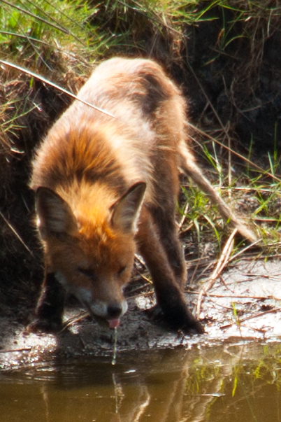 Fuchs sei auf der hut