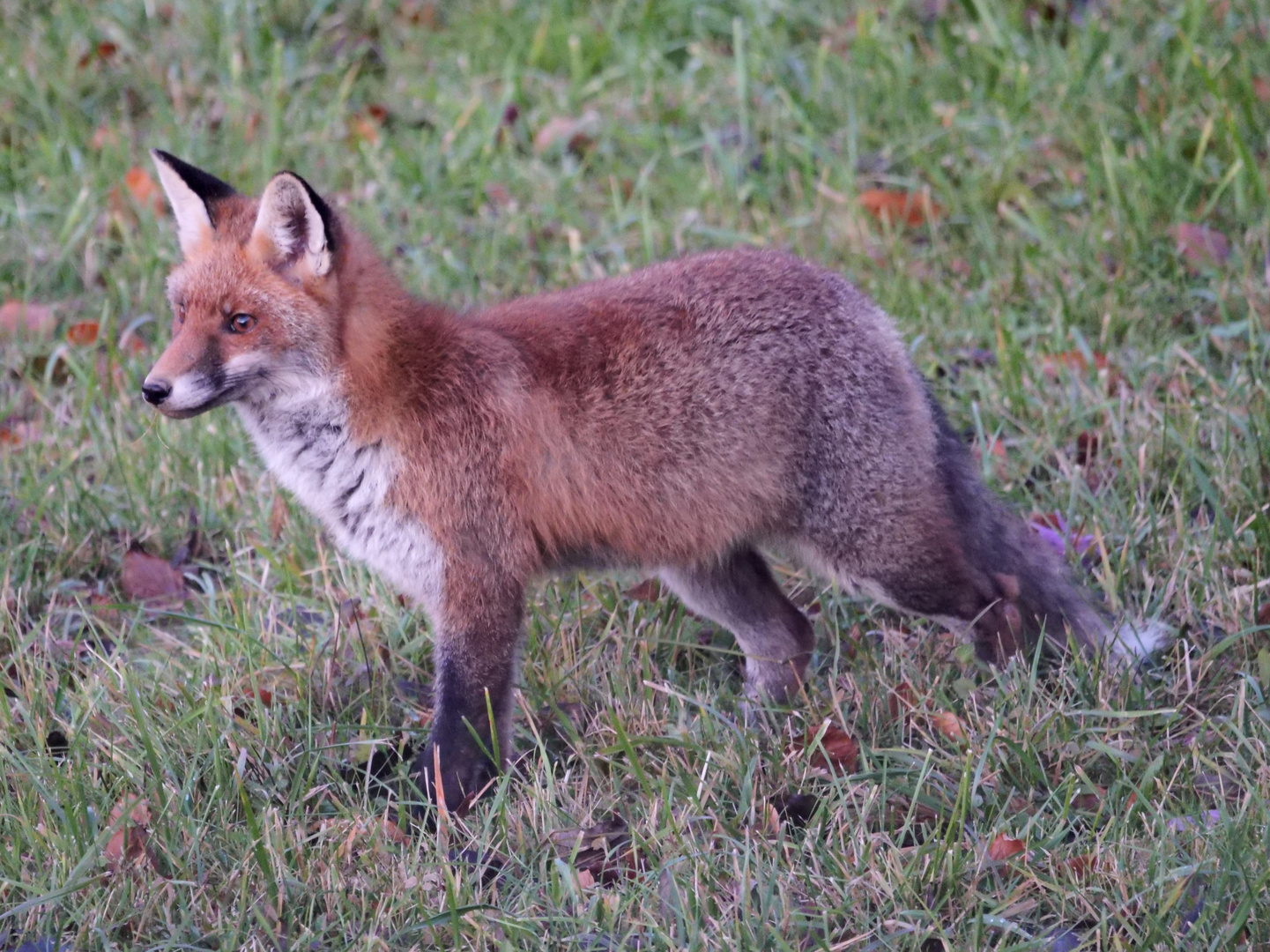 Fuchs sei wachsam