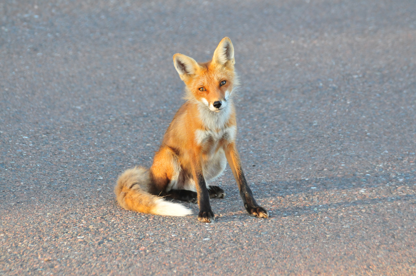 Fuchs-shooting