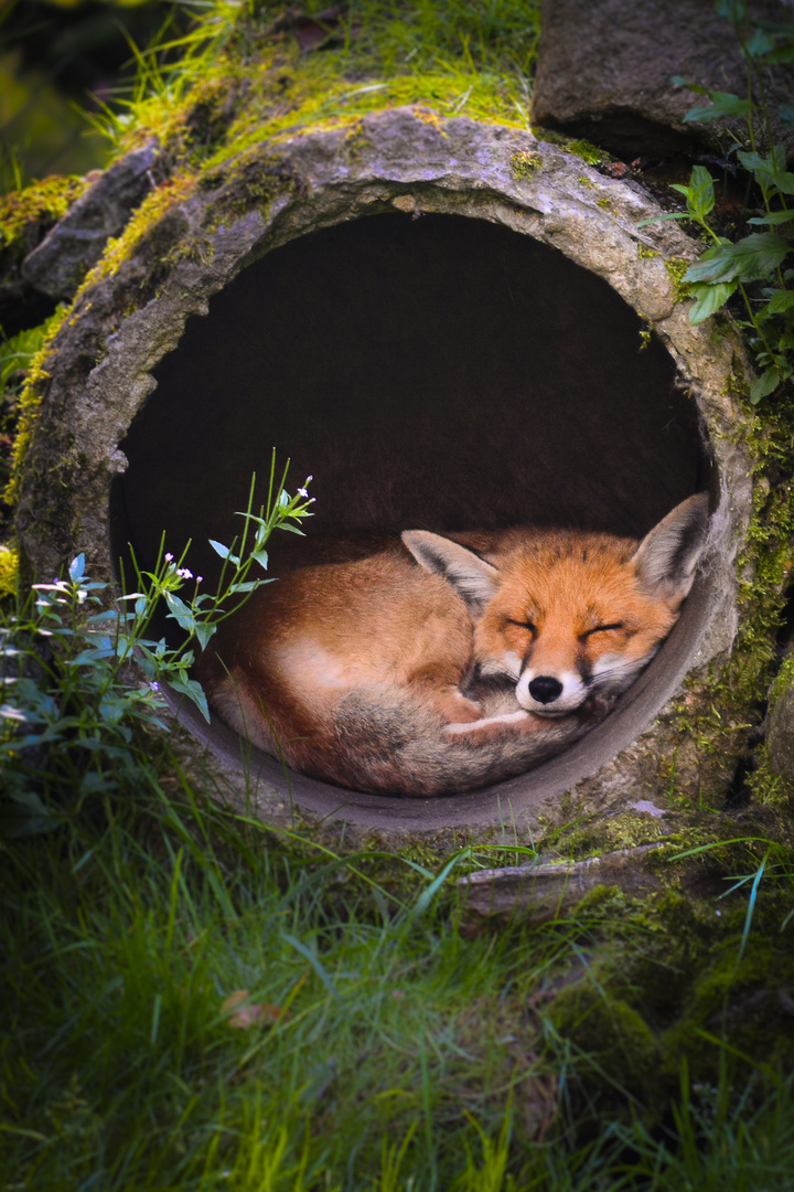 Fuchs Siesta