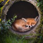 Fuchs Siesta